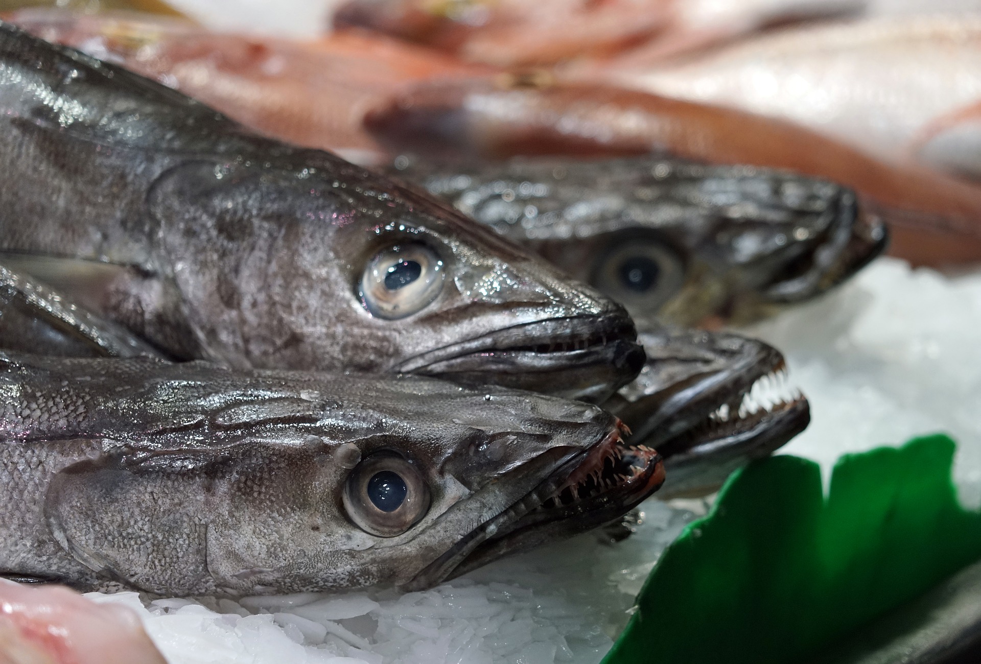 fish-2462238_1920
