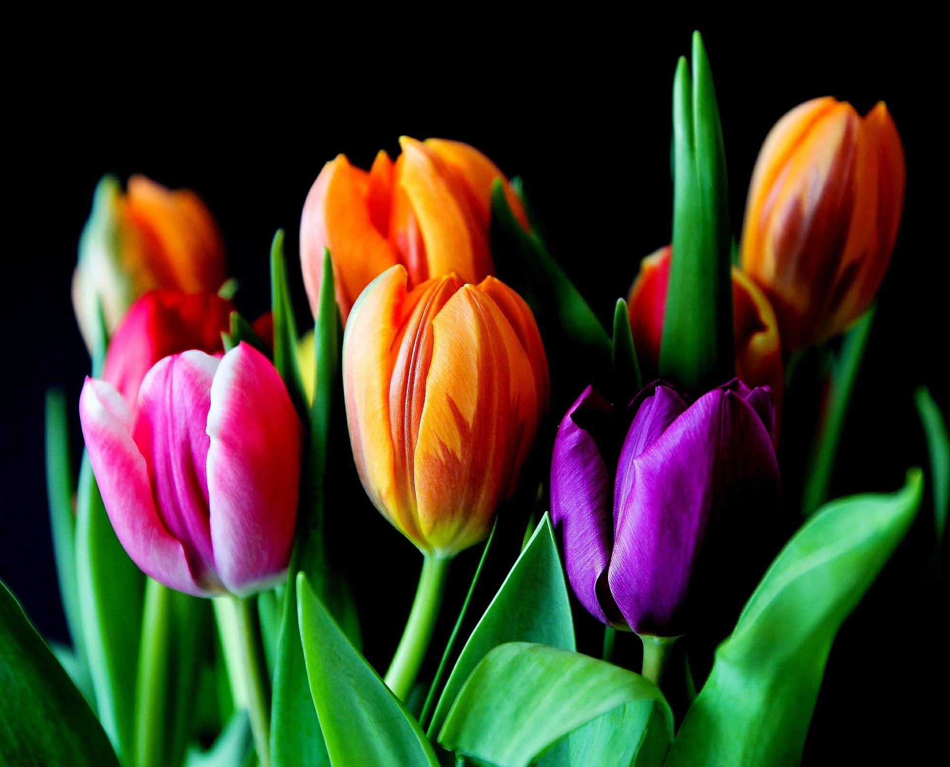 flowers-429041_1920
