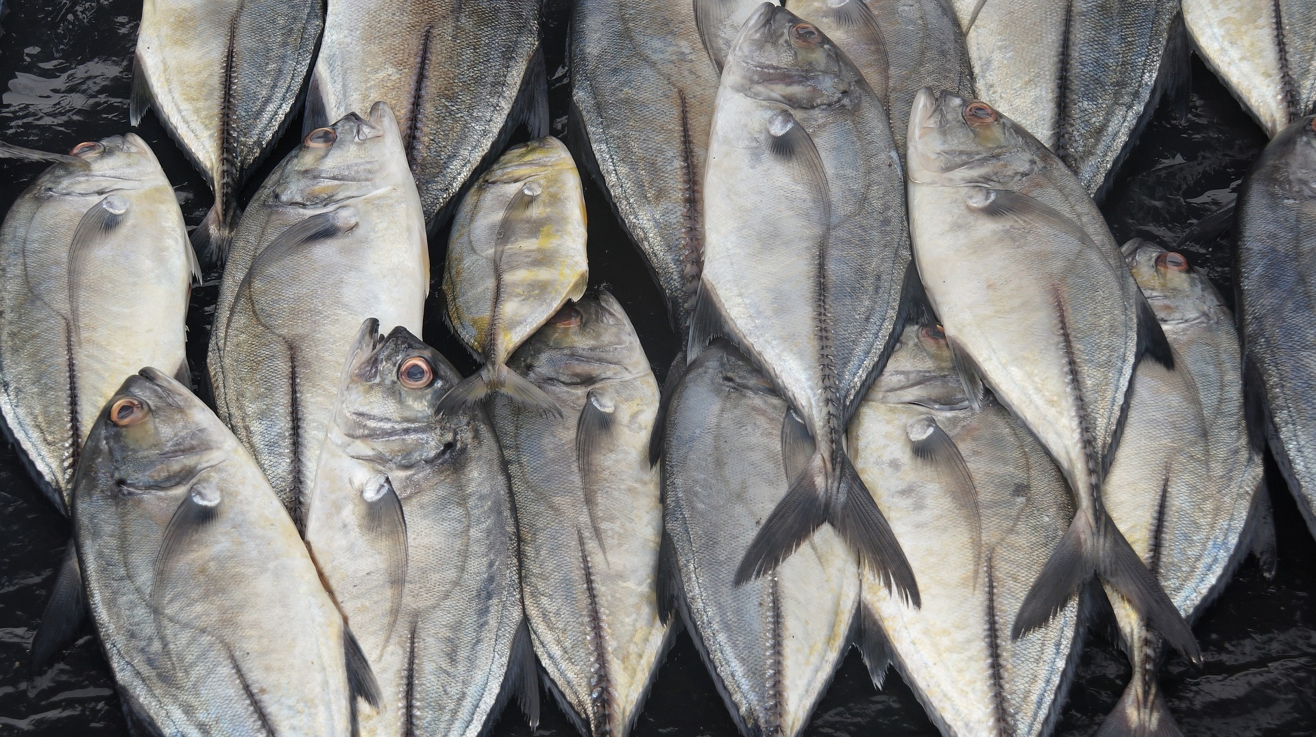 fish-1021241_1920
