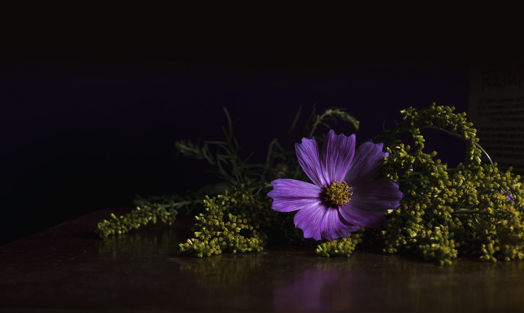 bright-purple-flower_4460x4460