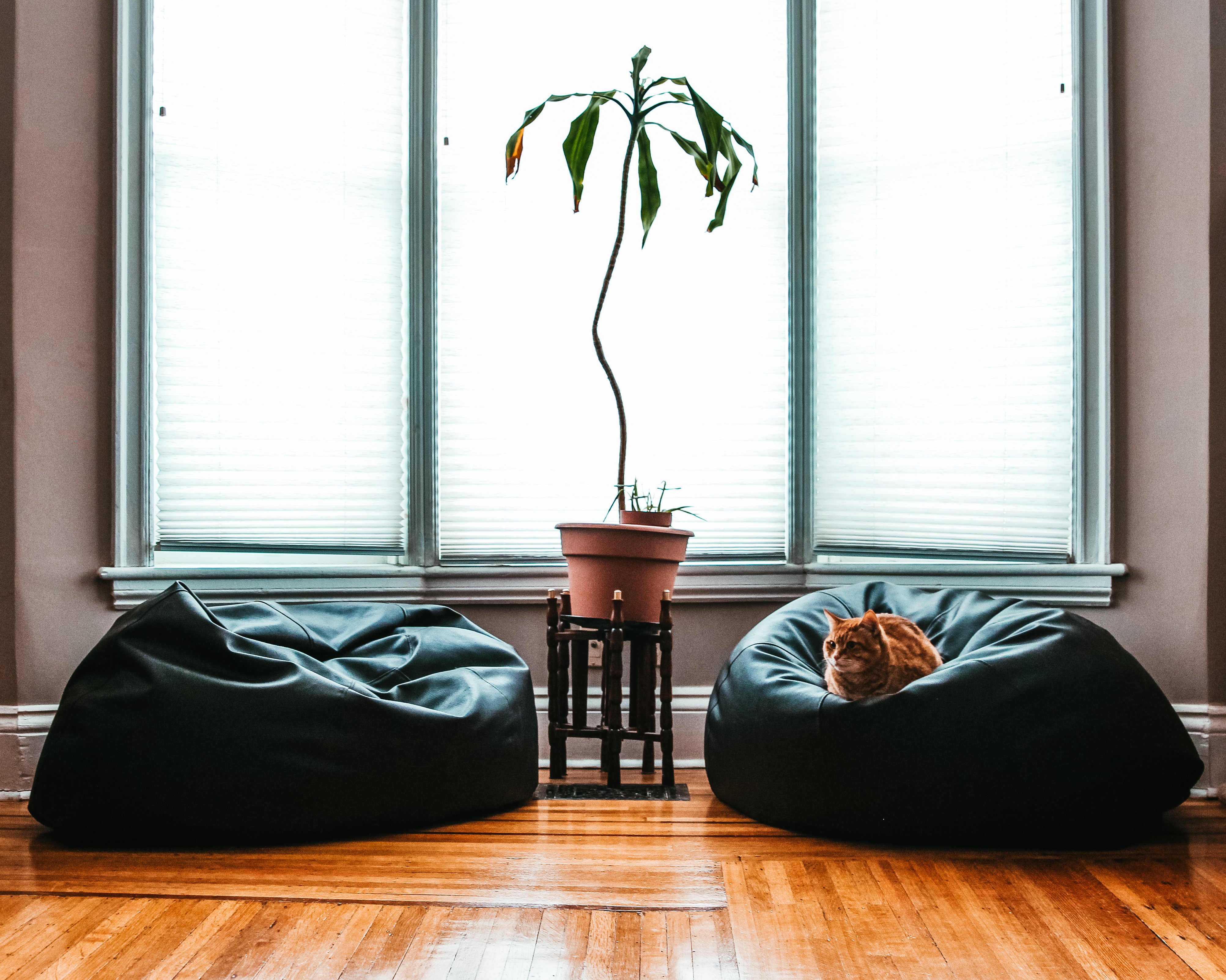 comfortable-living-room-cat_4460x4460